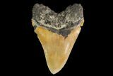 Serrated, Fossil Megalodon Tooth - North Carolina #147504-2